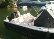 white shark 225